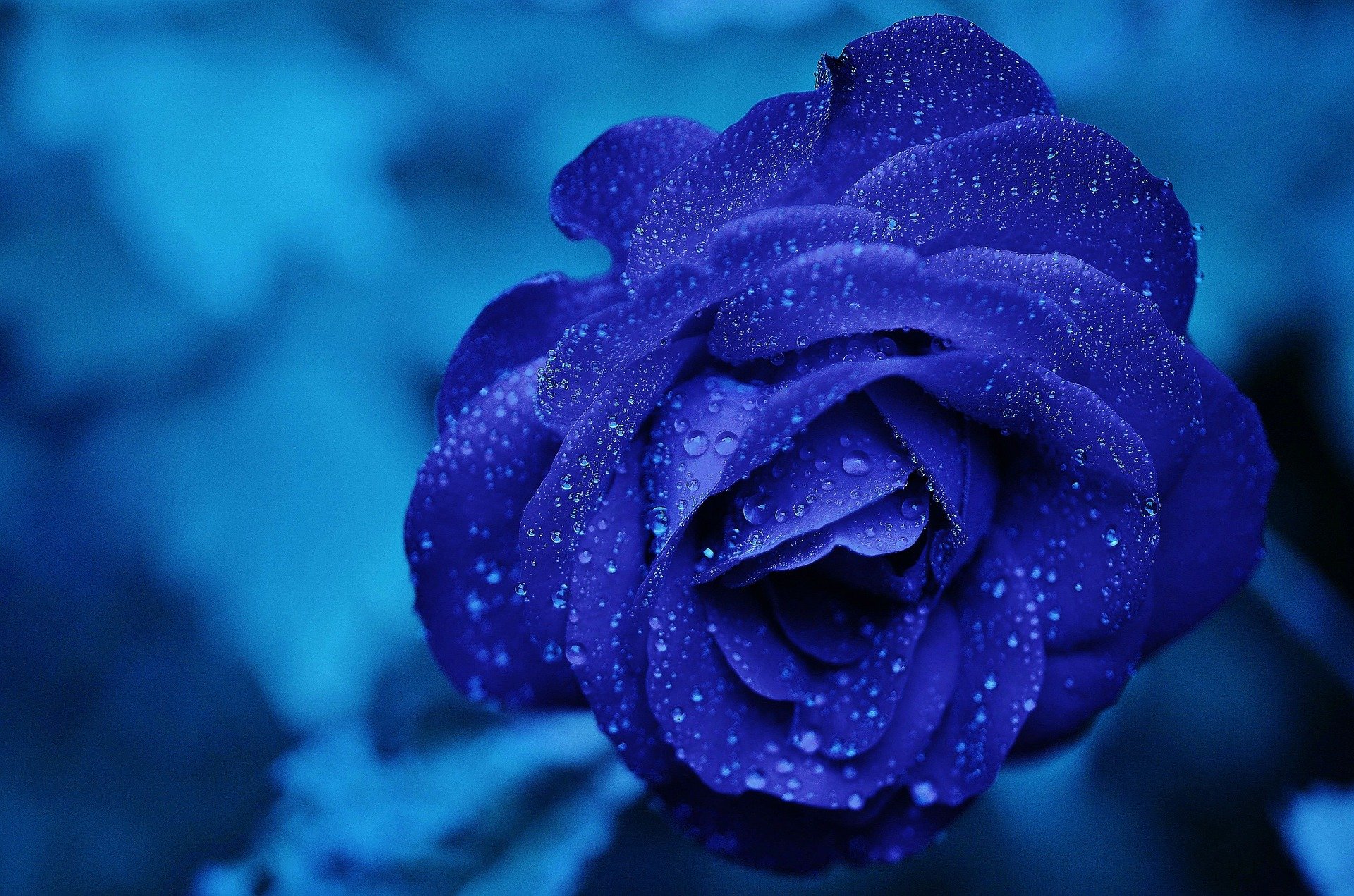 rose-165819_1920